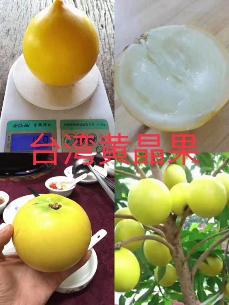 台湾名贵果树黄晶果苗黄金果树苗盆栽果树早结果