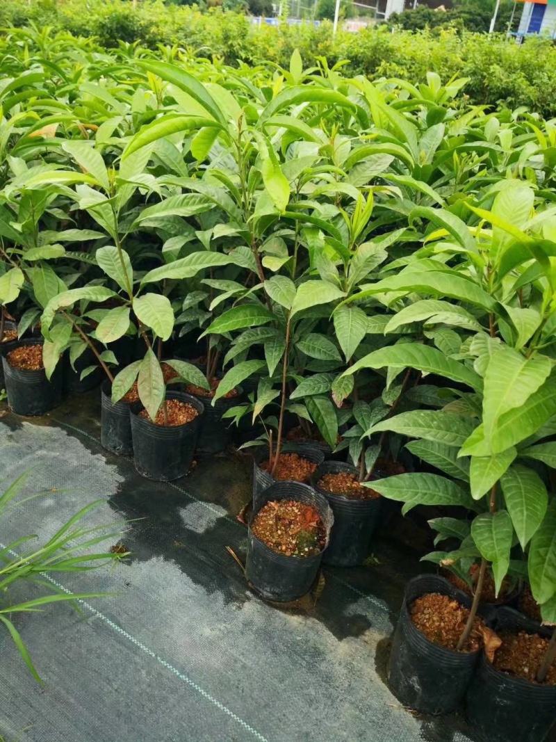 台湾名贵果树黄晶果苗黄金果树苗盆栽果树早结果