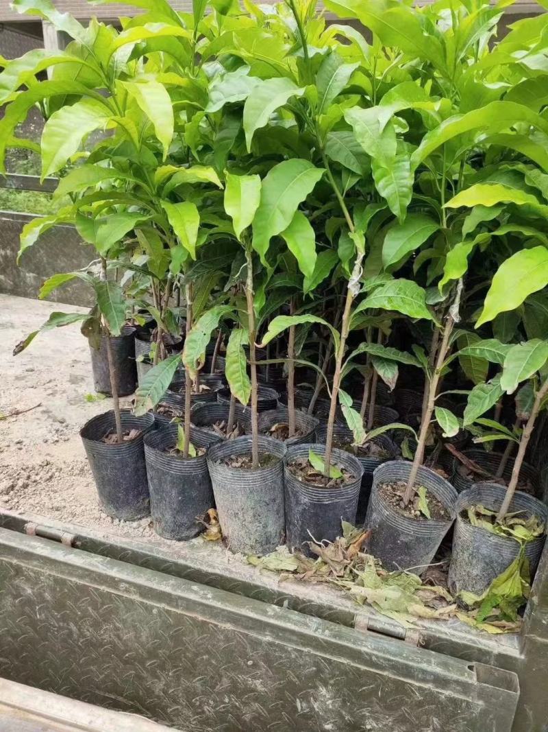 台湾名贵果树黄晶果苗黄金果树苗盆栽果树早结果