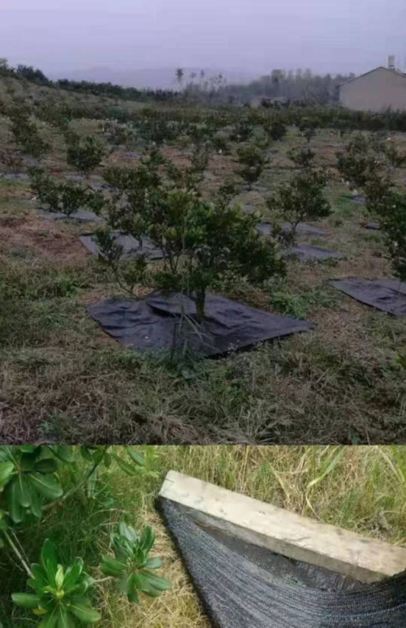 防草布除草布打孔热切地布切片防草布打孔切片厂家直销