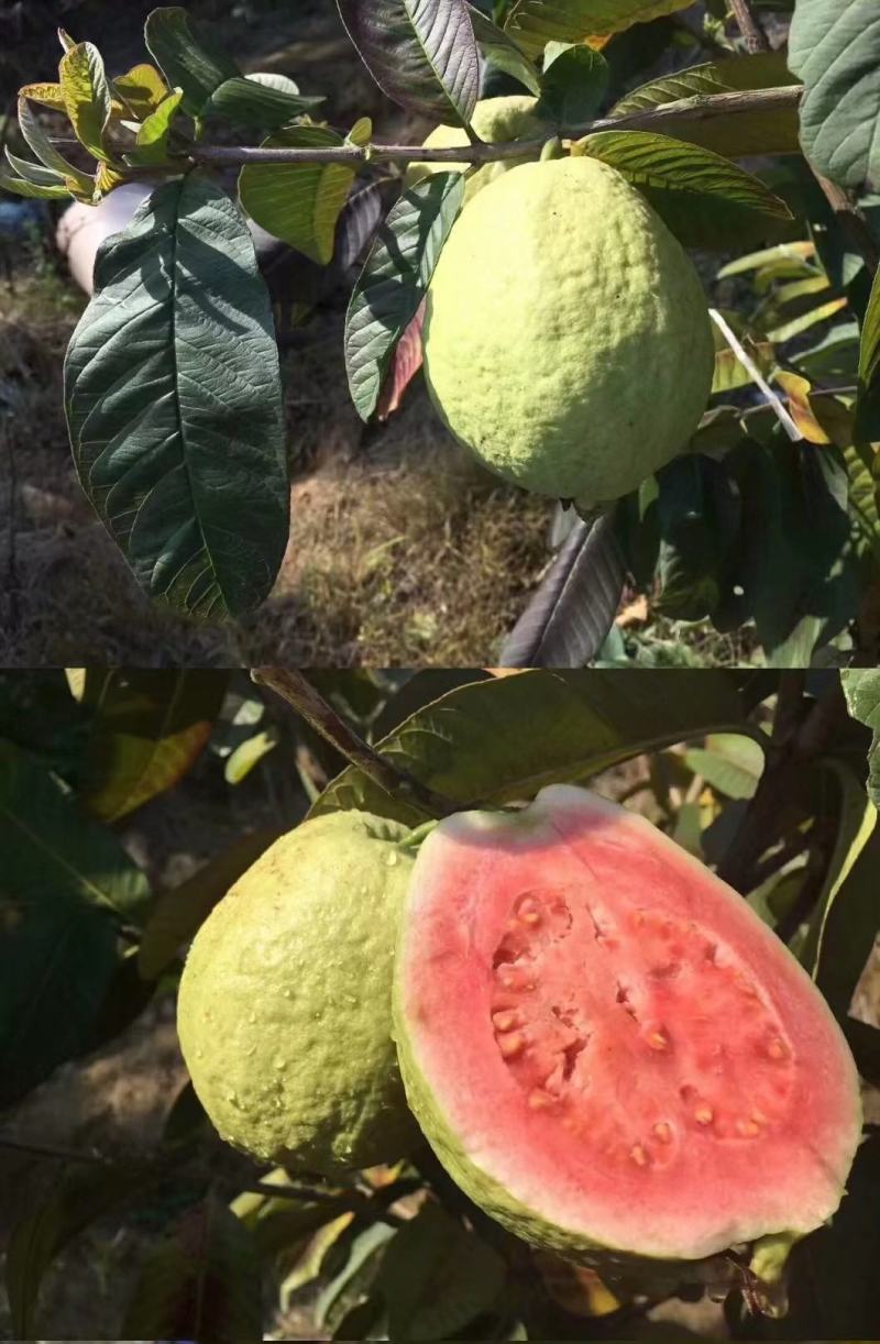 红宝石番石榴苗红宝石芭乐苗新品种无籽少籽芭