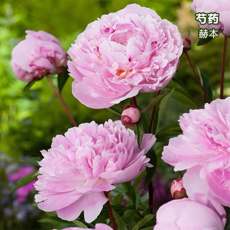 重瓣芍药花种球花苗根块大芍药庭院绿植开花不断