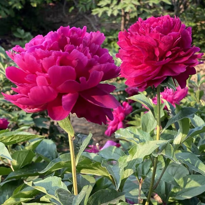 重瓣芍药花种球花苗根块大芍药庭院绿植开花不断