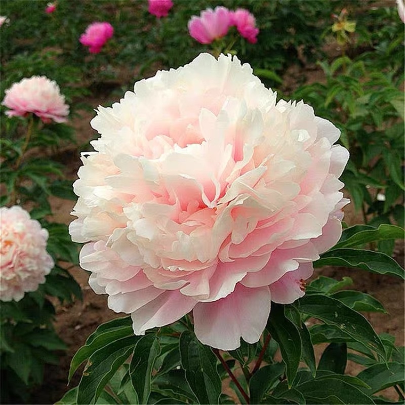 重瓣芍药花种球花苗根块大芍药庭院绿植开花不断