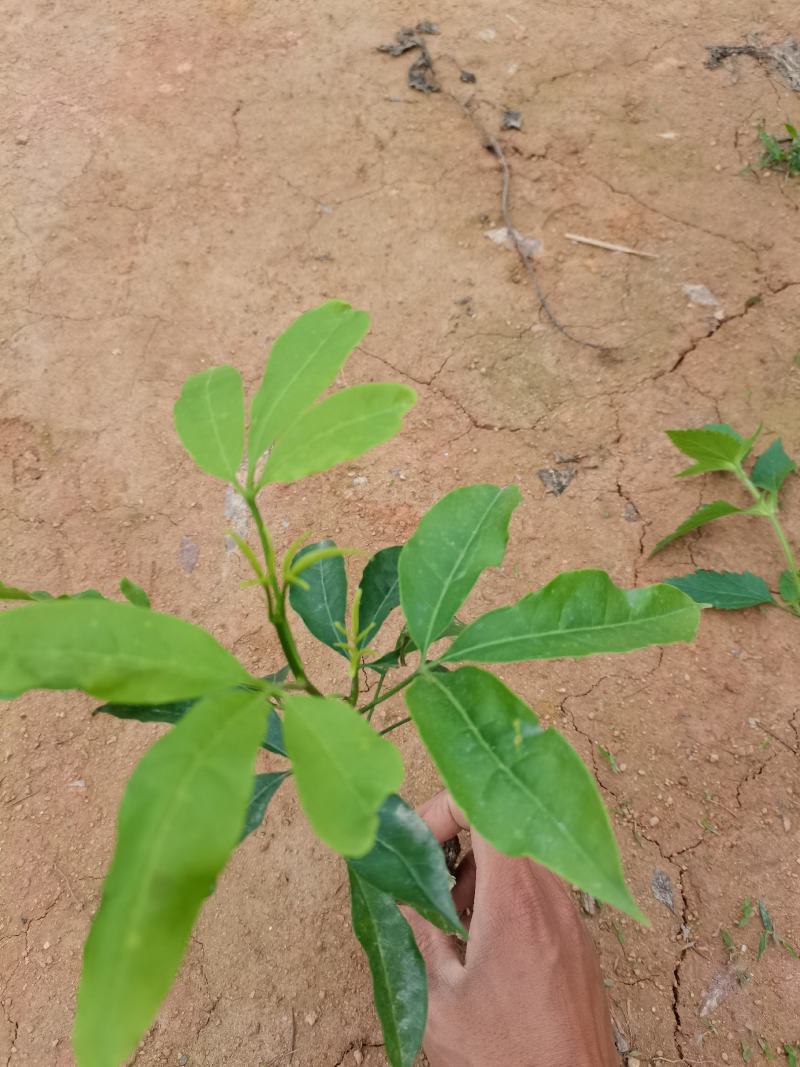 三叉苦苗中药材三叉苦苗场直批