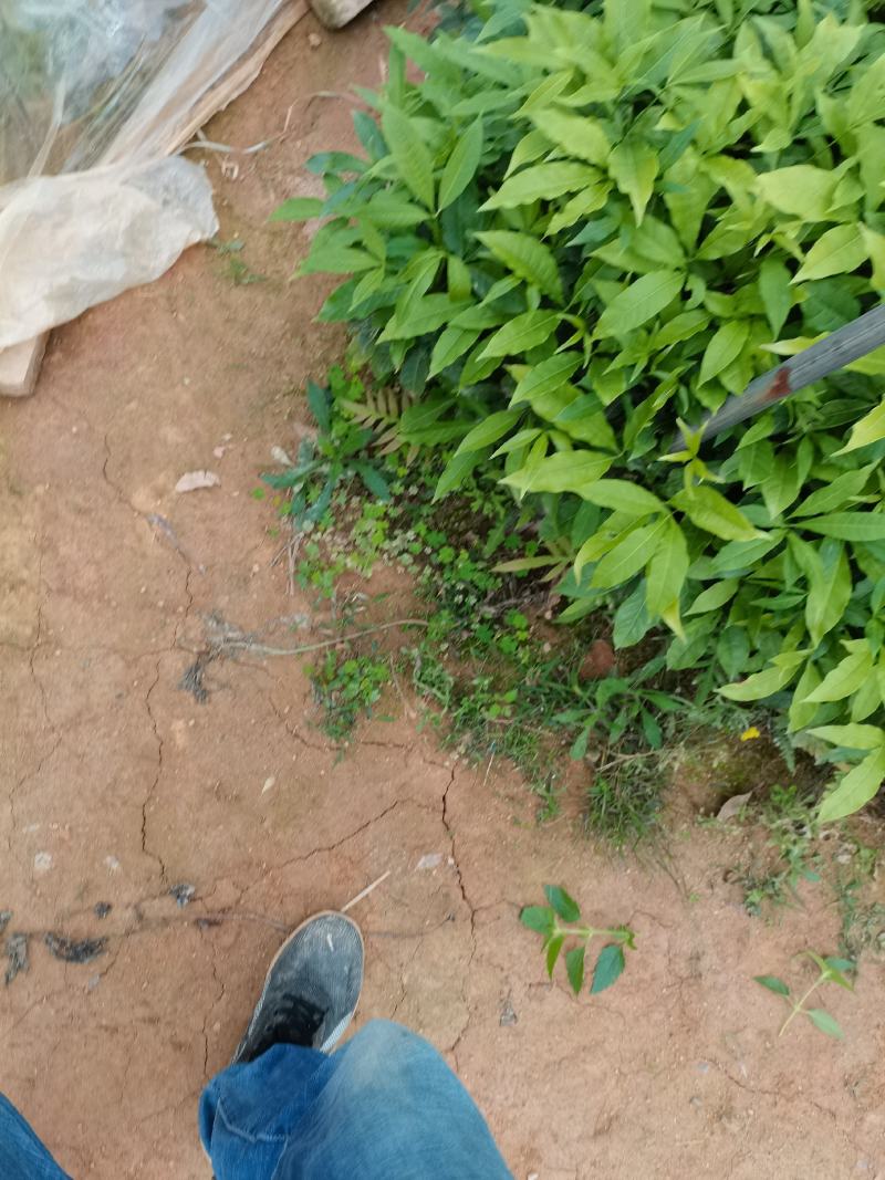 三叉苦苗中药材三叉苦苗场直批