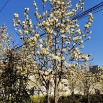 黄玉兰，黄花玉兰苗圃大小规格齐全常年出售