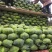 四川扁包菜紧包菜规格齐品种多产地直发量大几百亩厚皮