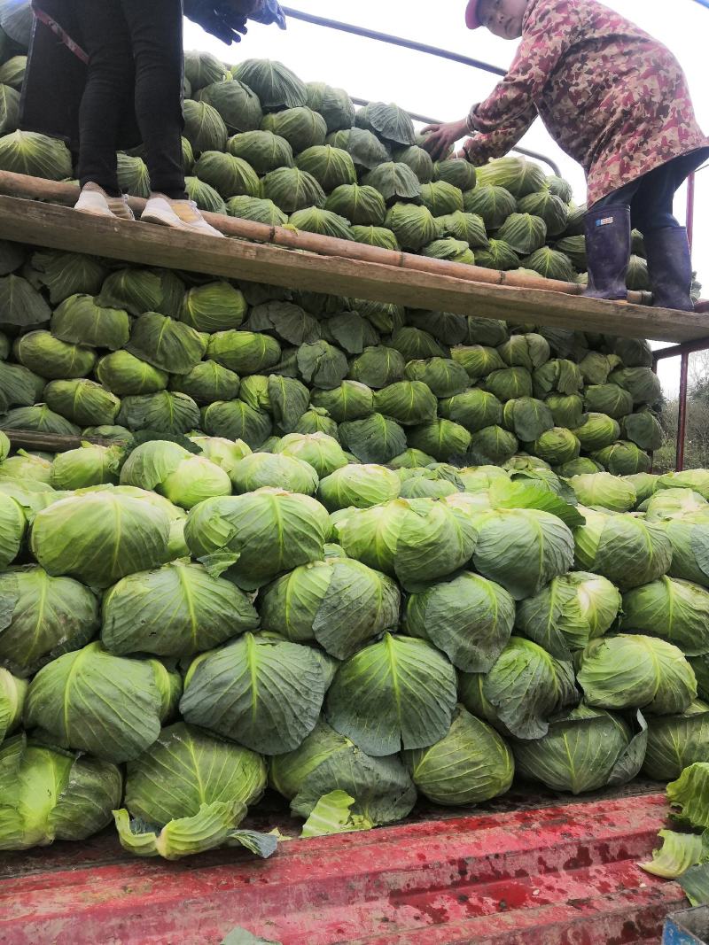 四川扁包菜紧包菜规格齐品种多产地直发量大几百亩厚皮