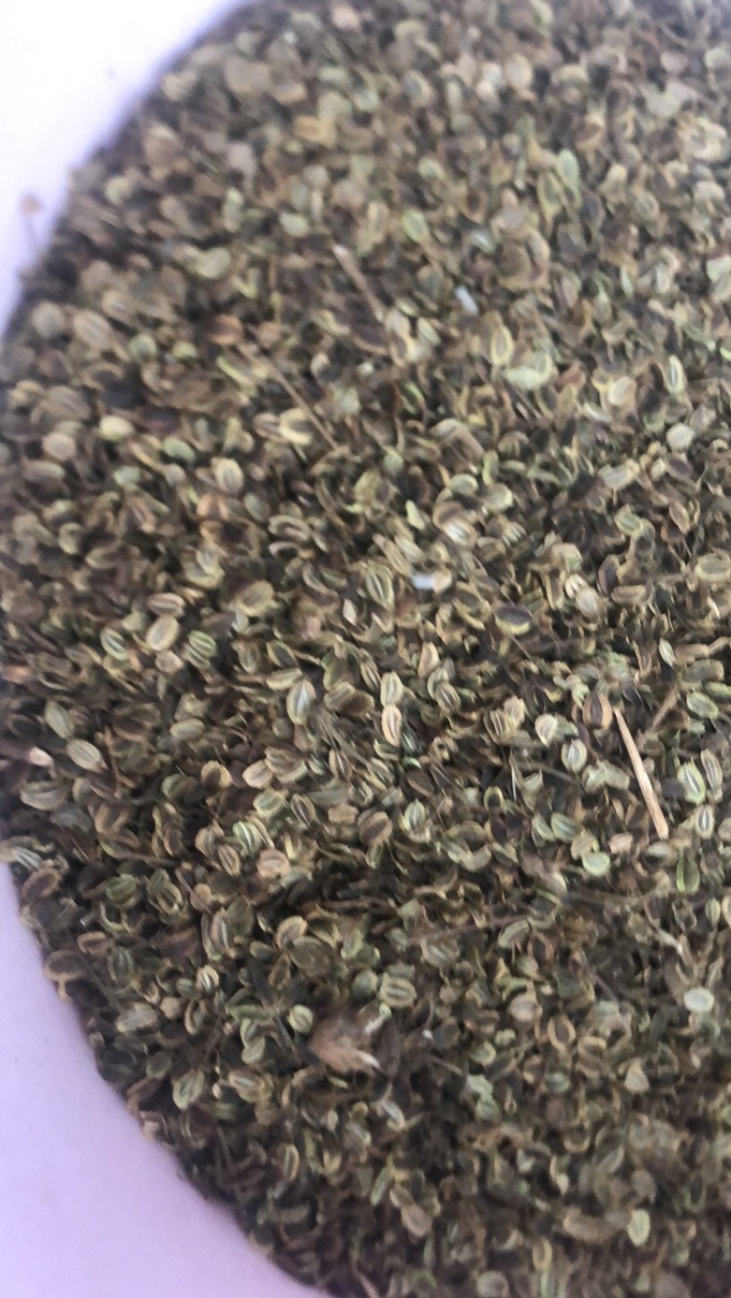 肉独活苗子，肉独活种子现在出售，保证质量，欢迎加入