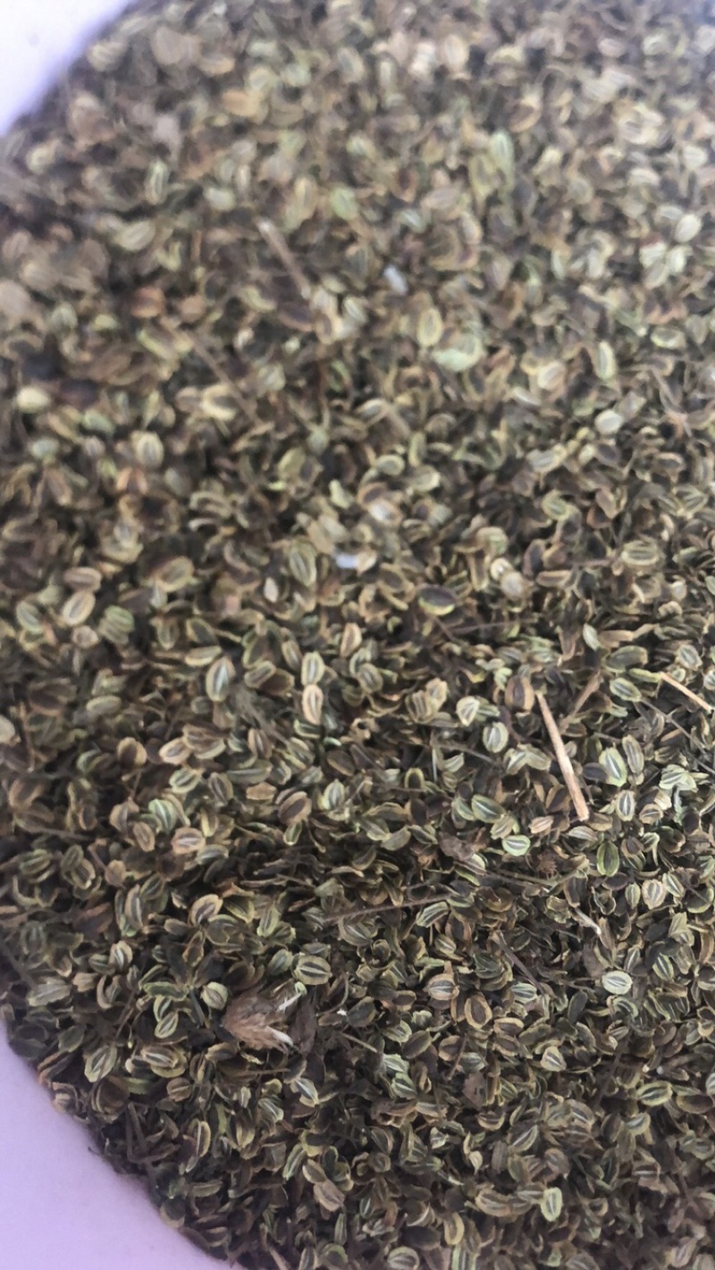 肉独活苗子，肉独活种子现在出售，保证质量，欢迎加入