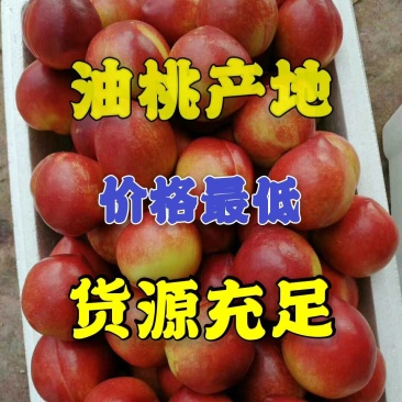 【油桃产地批发】新鲜采摘硬度好口感脆甜一手货源