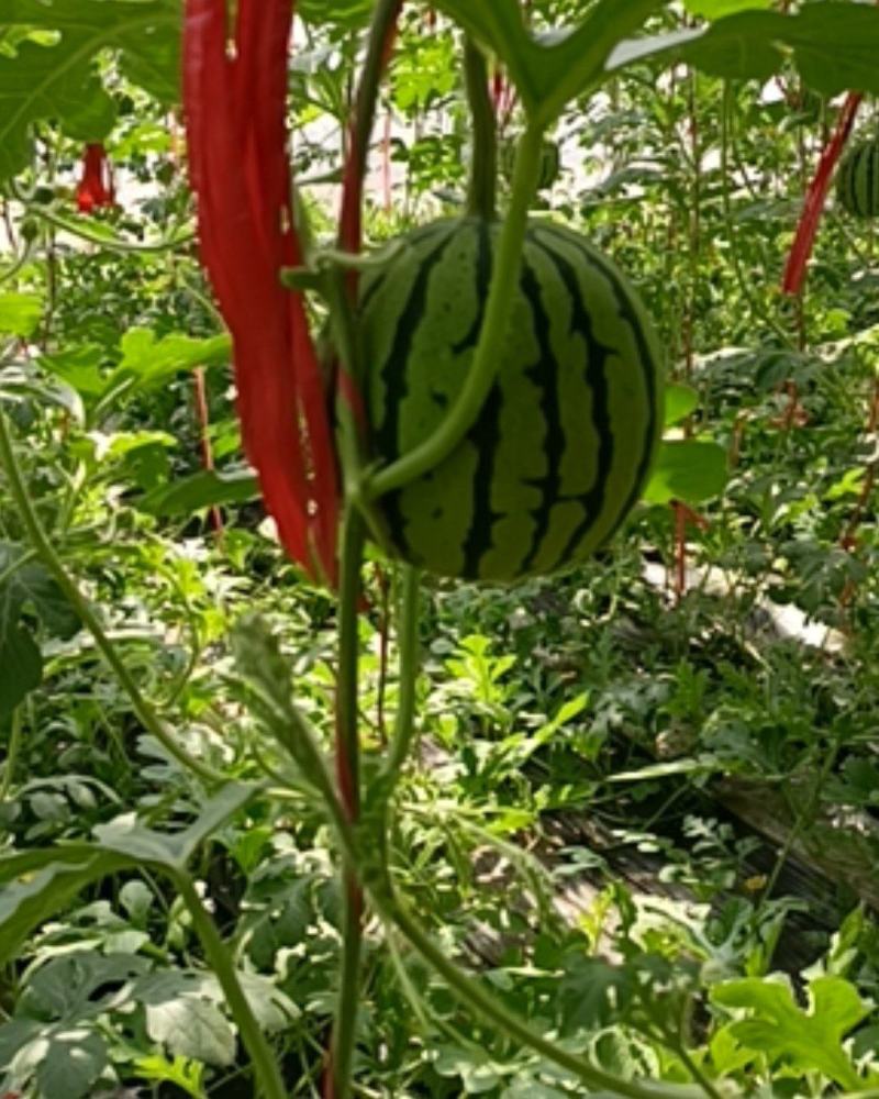 会上树的西瓜，大棚吊瓜
