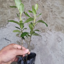 海桐杯苗大量供应中欢迎来电