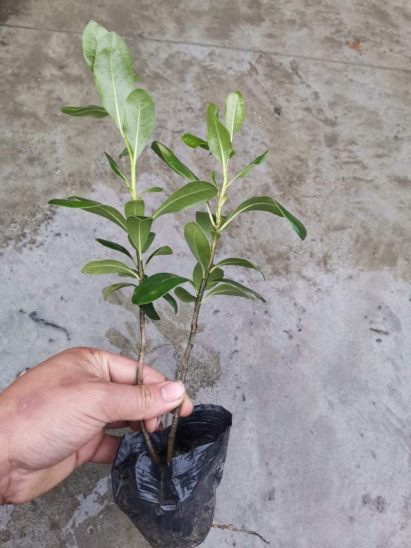 海桐杯苗大量供应中欢迎来电
