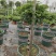 清香木杆盆栽防驱蚊草植物室内好养绿植盆景客厅