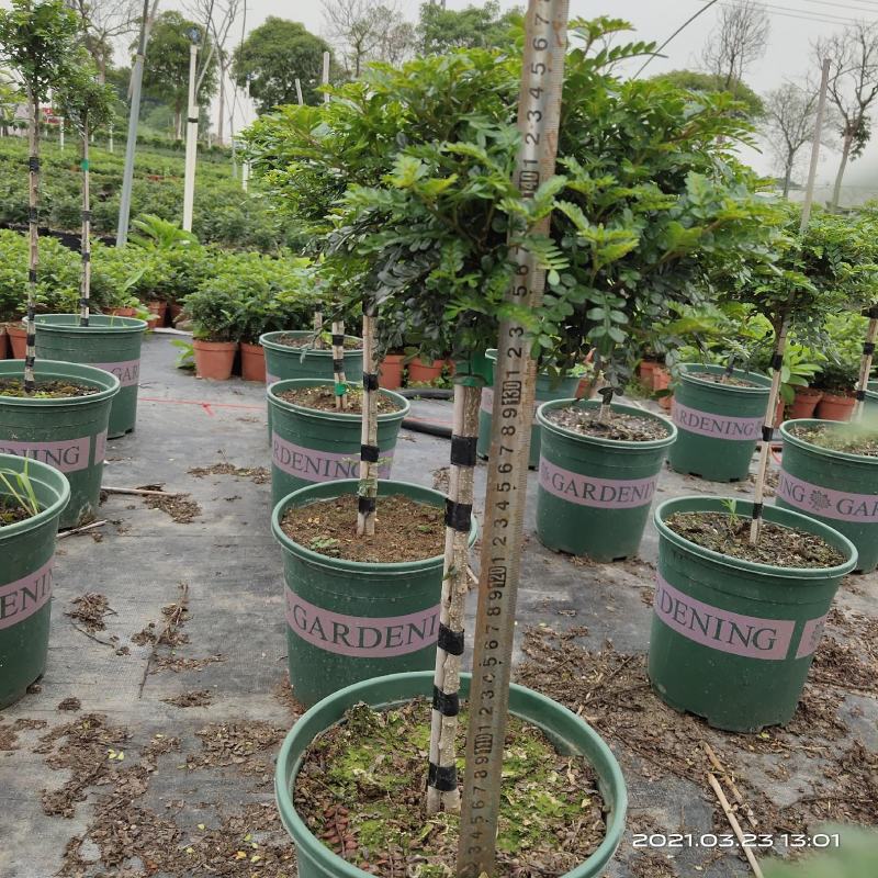 清香木杆盆栽防驱蚊草植物室内好养绿植盆景客厅