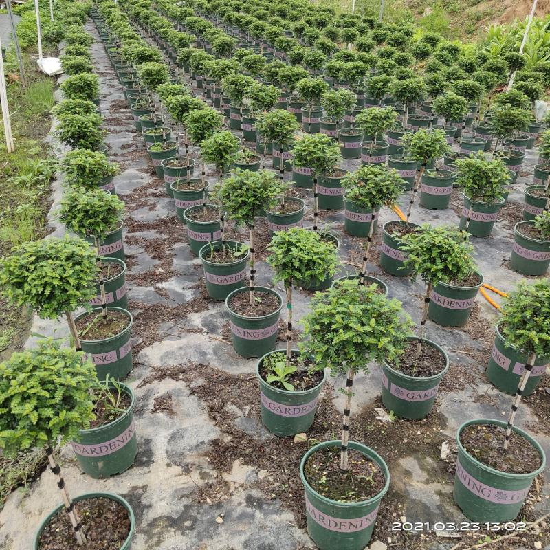 清香木杆盆栽防驱蚊草植物室内好养绿植盆景客厅