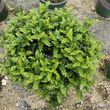 清香木杆盆栽防驱蚊草植物室内好养绿植盆景客厅