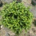 清香木杆盆栽防驱蚊草植物室内好养绿植盆景客厅