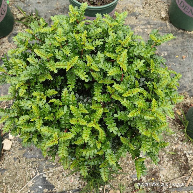 清香木杆盆栽防驱蚊草植物室内好养绿植盆景客厅
