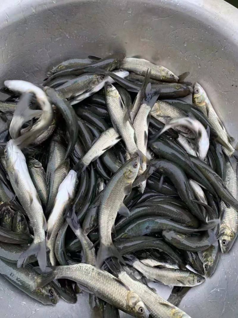 场地直接，发货，黑皖，脆肉乌鱼苗，打过疫苗，养殖成活率高