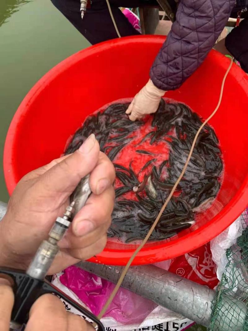 场地直接，发货，黑皖，脆肉乌鱼苗，打过疫苗，养殖成活率高