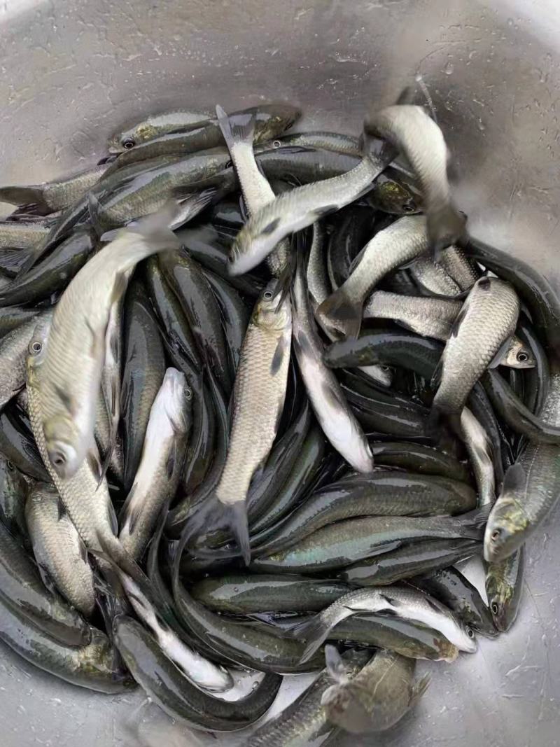 场地直接，发货，黑皖，脆肉乌鱼苗，打过疫苗，养殖成活率高