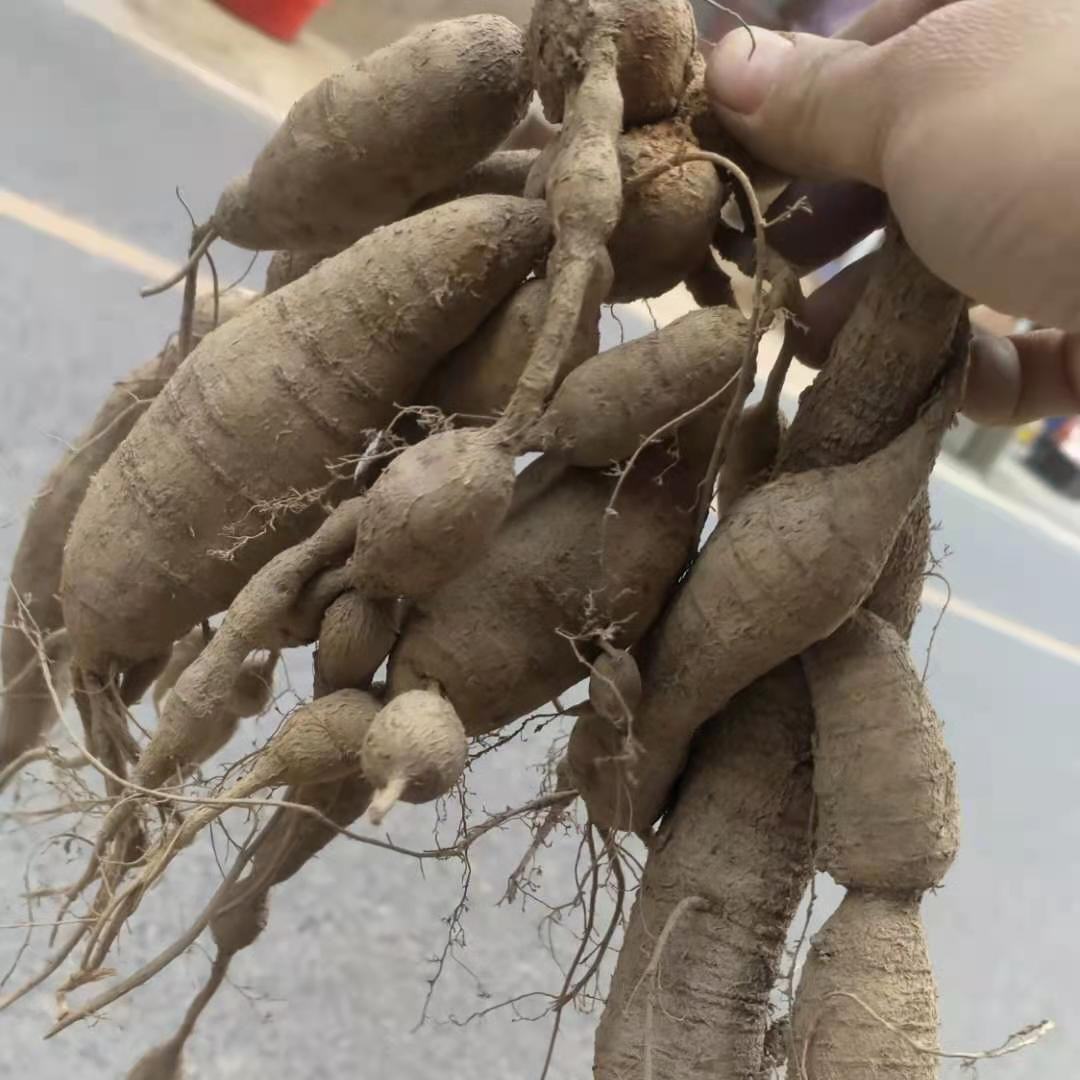 牛大力小圆牛产地直供视频看货线上交易保障一手货源