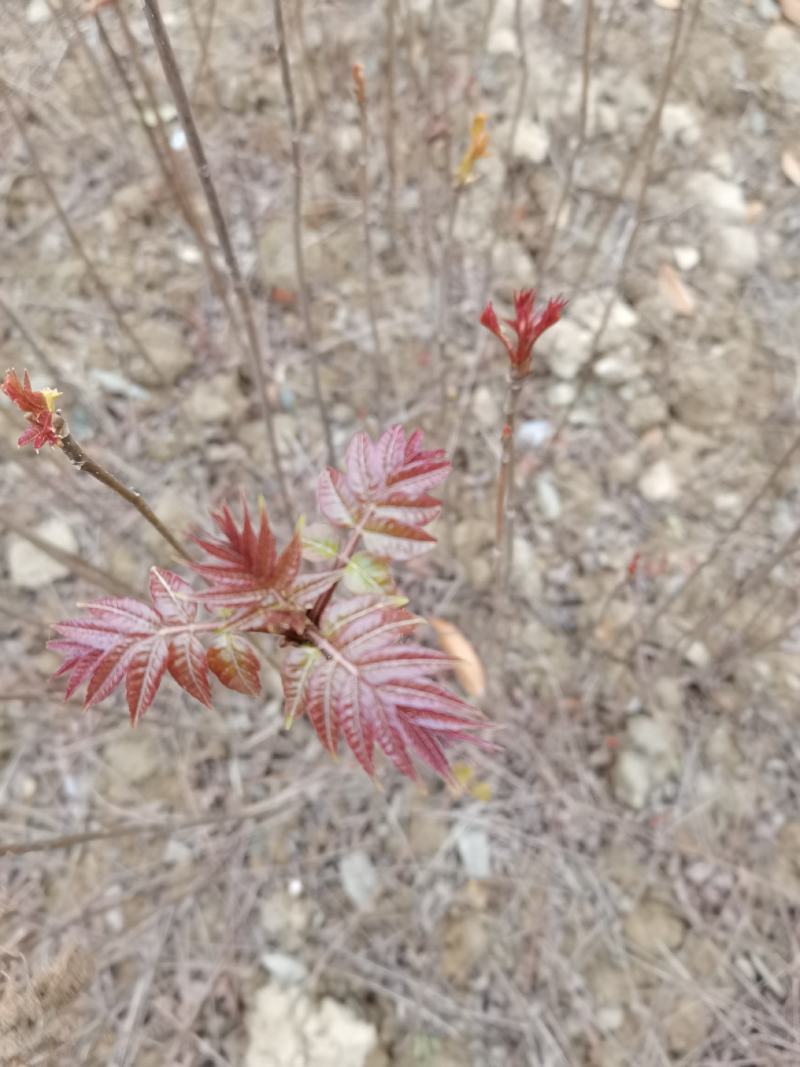 香椿苗，红油香椿，地径0.3-1.5公分