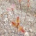 香椿苗，红油香椿，地径0.3-1.5公分