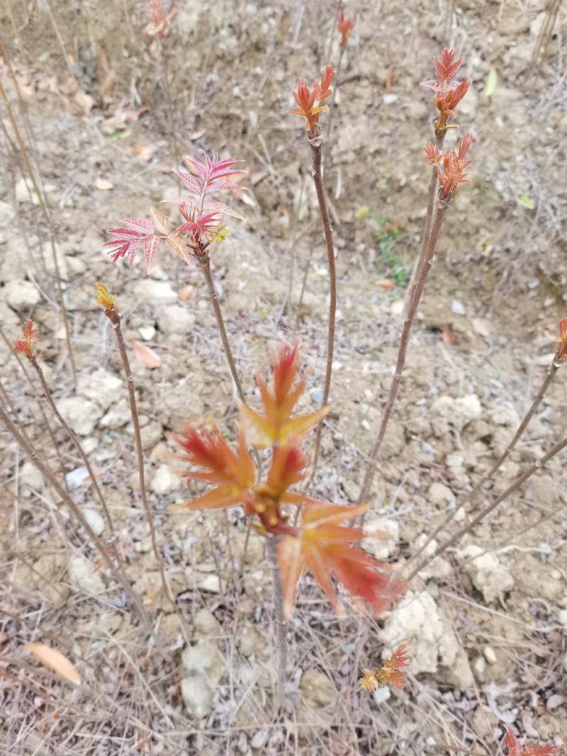 香椿苗，红油香椿，地径0.3-1.5公分