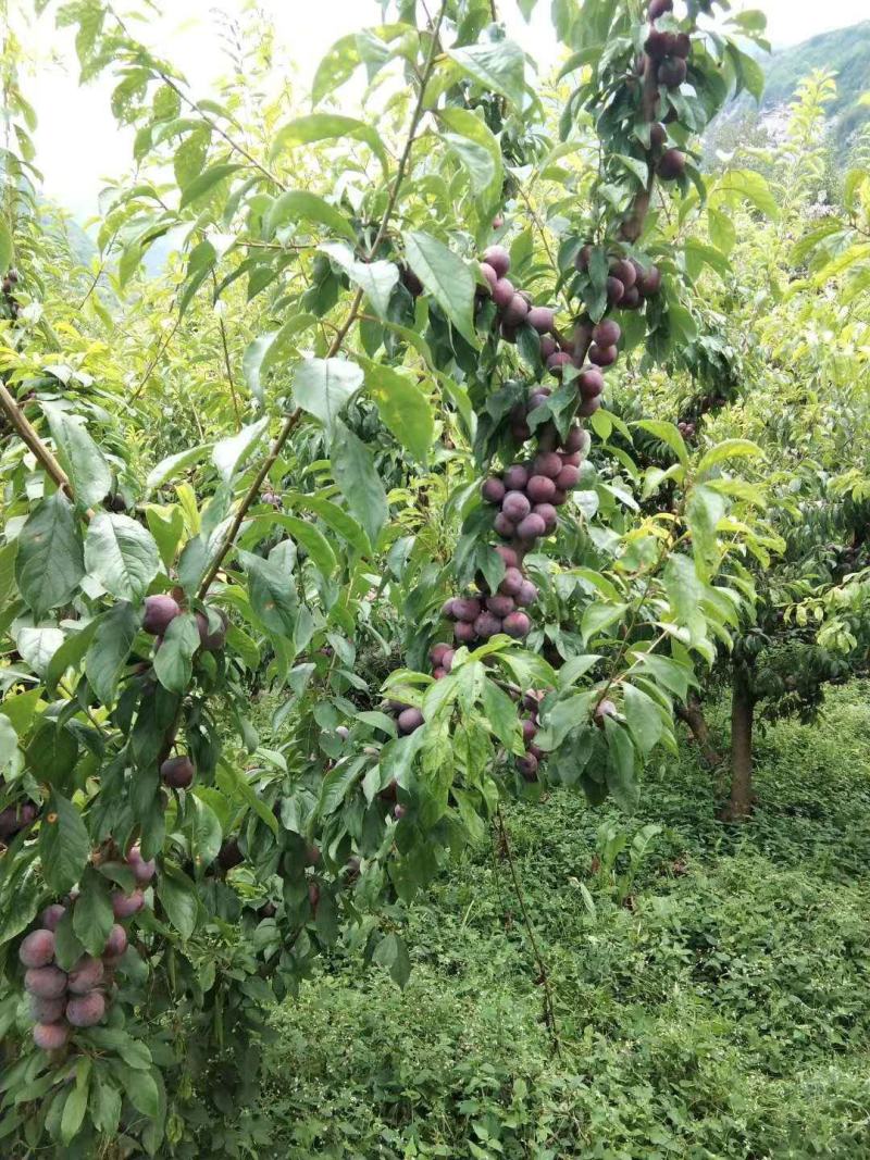 产地直销汶川特产水果青红脆李