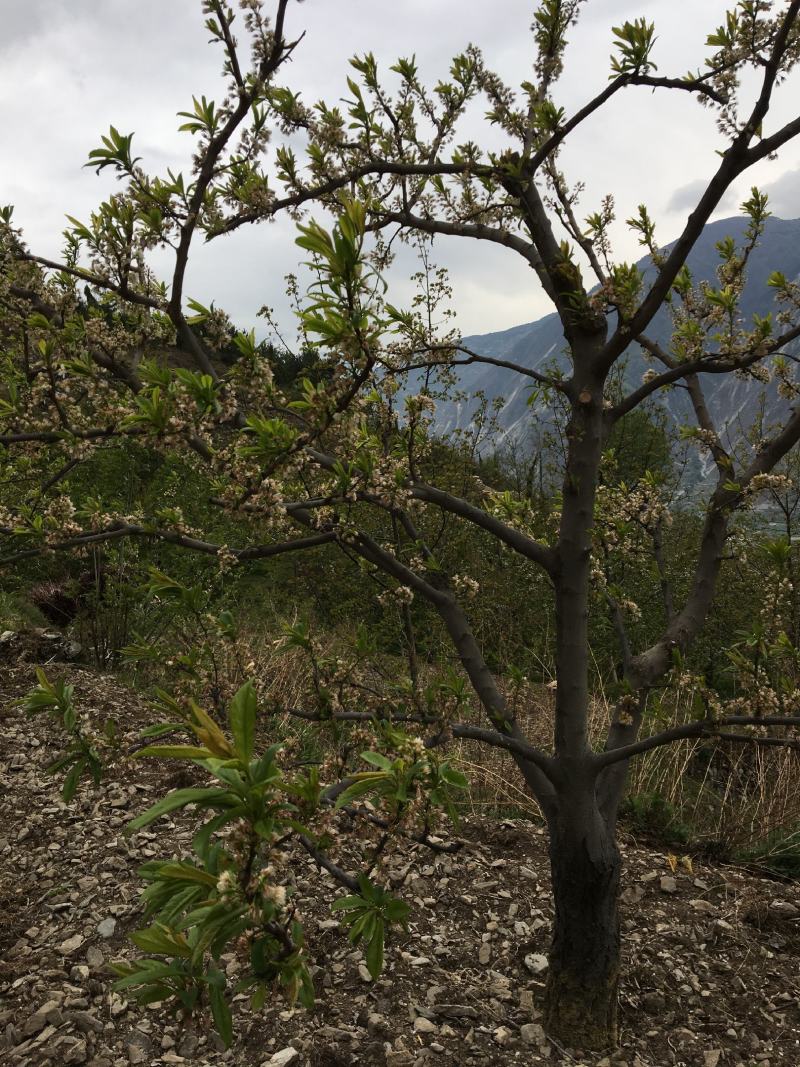 产地直销汶川特产水果青红脆李