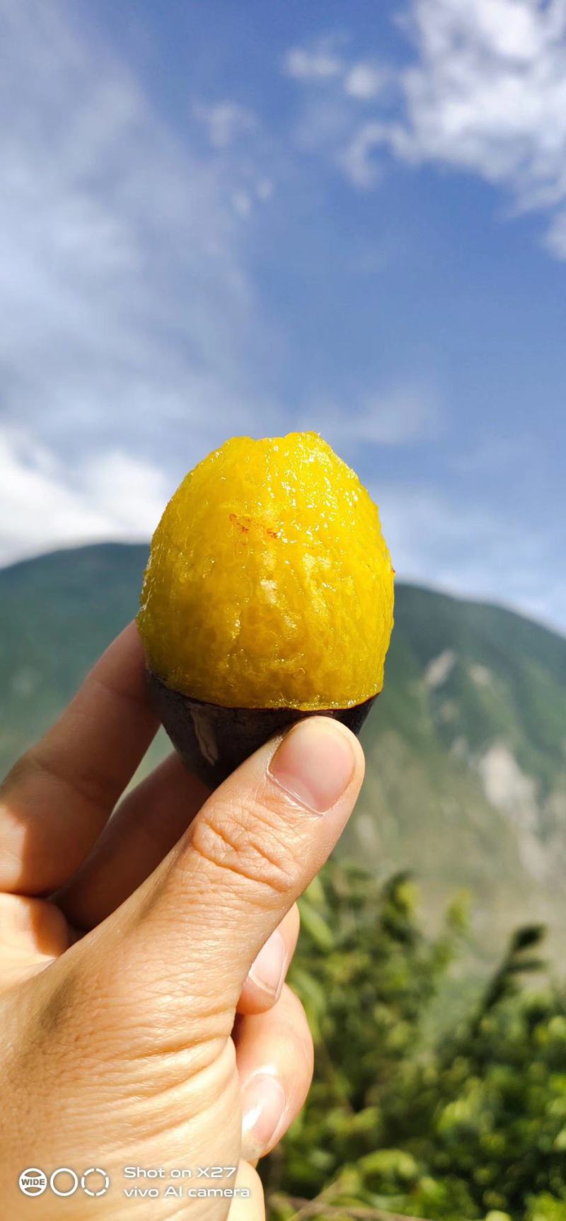 产地直销汶川西梅女神李