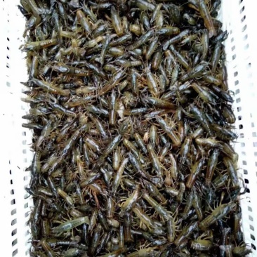 潜江原塘小龙虾虾苗恒温车全程配送保塘口成活率百分