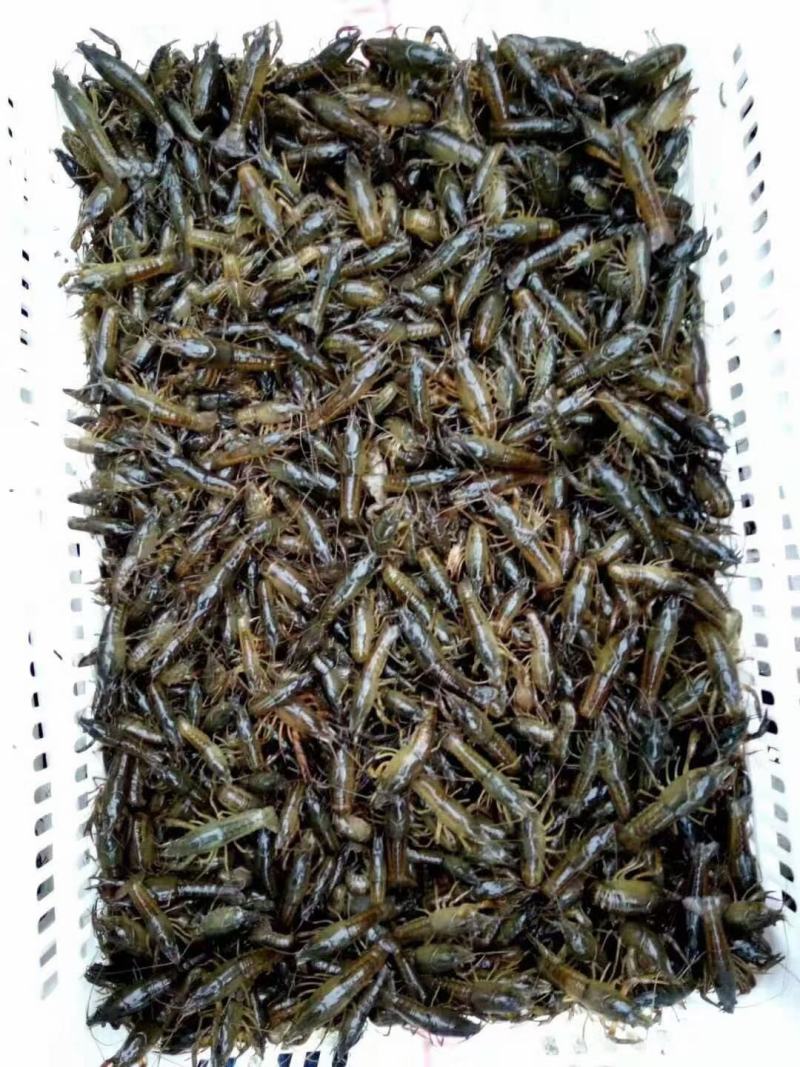 潜江原塘小龙虾虾苗恒温车全程配送保塘口成活率百分