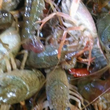 湖北潜江淡水小龙虾规格齐全质量过硬全国发货
