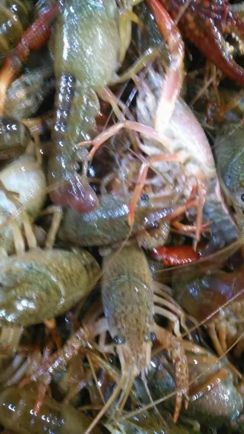 湖北潜江淡水小龙虾规格齐全质量过硬全国发货
