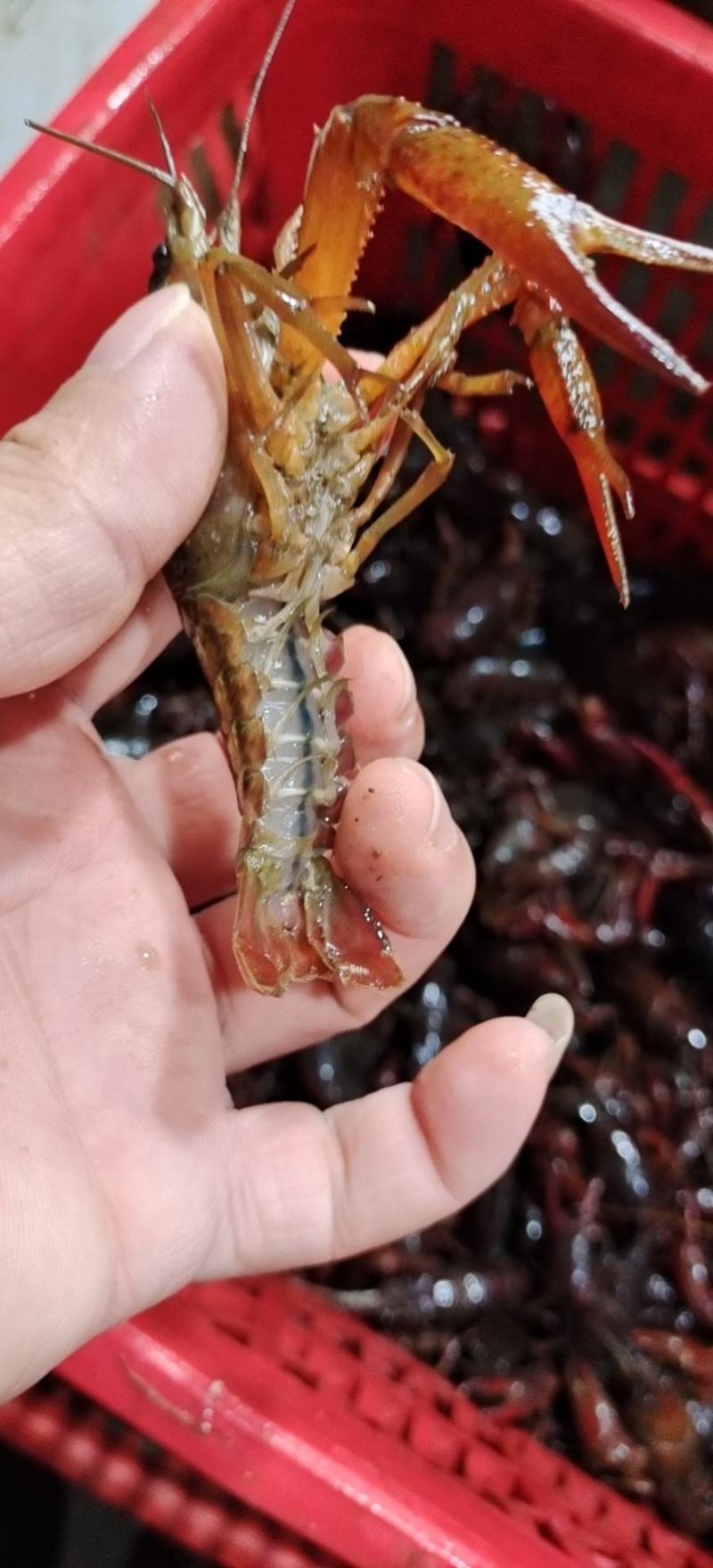 湖北潜江淡水小龙虾规格齐全质量过硬全国发货