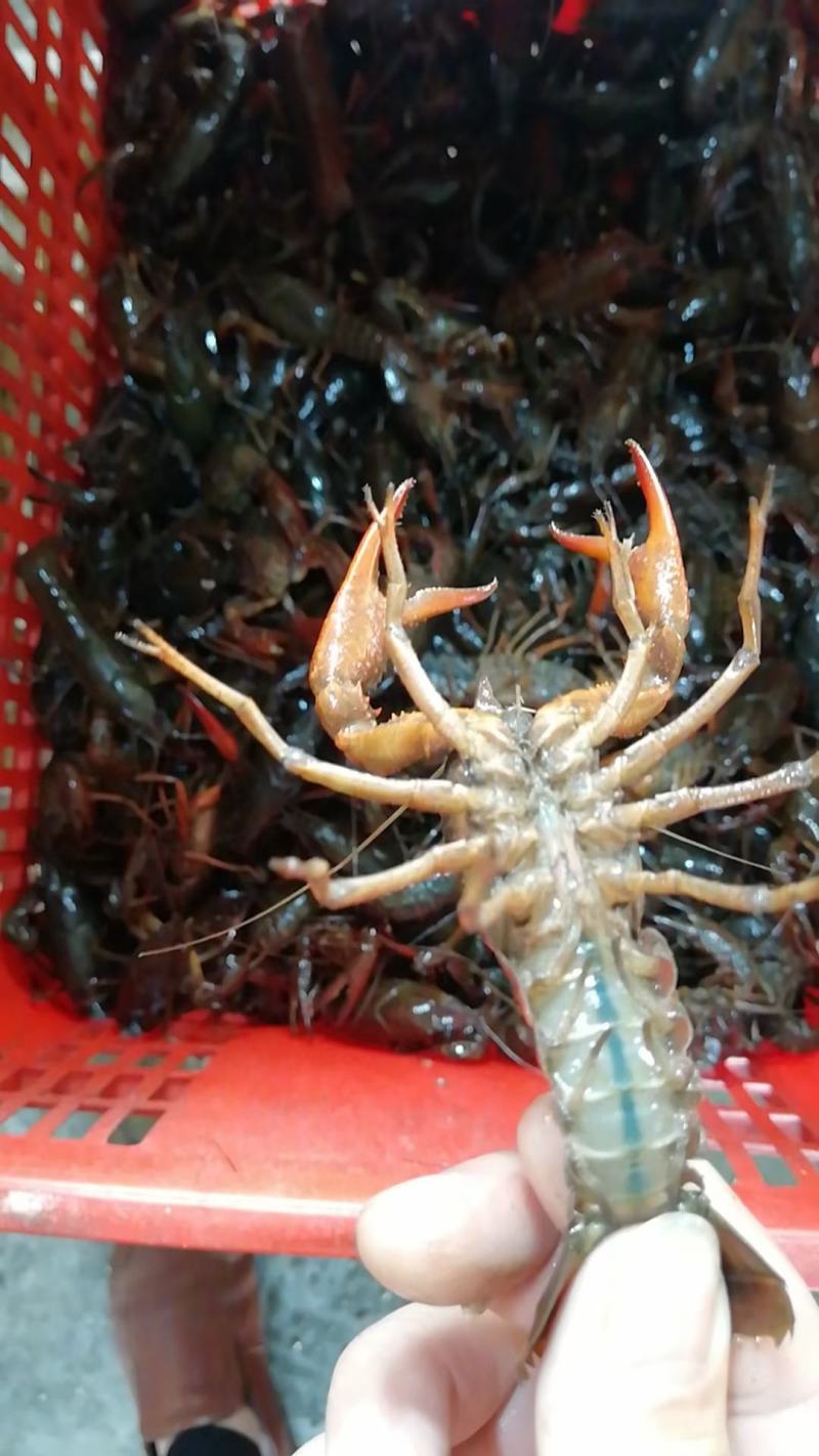 湖北潜江淡水小龙虾规格齐全质量过硬全国发货