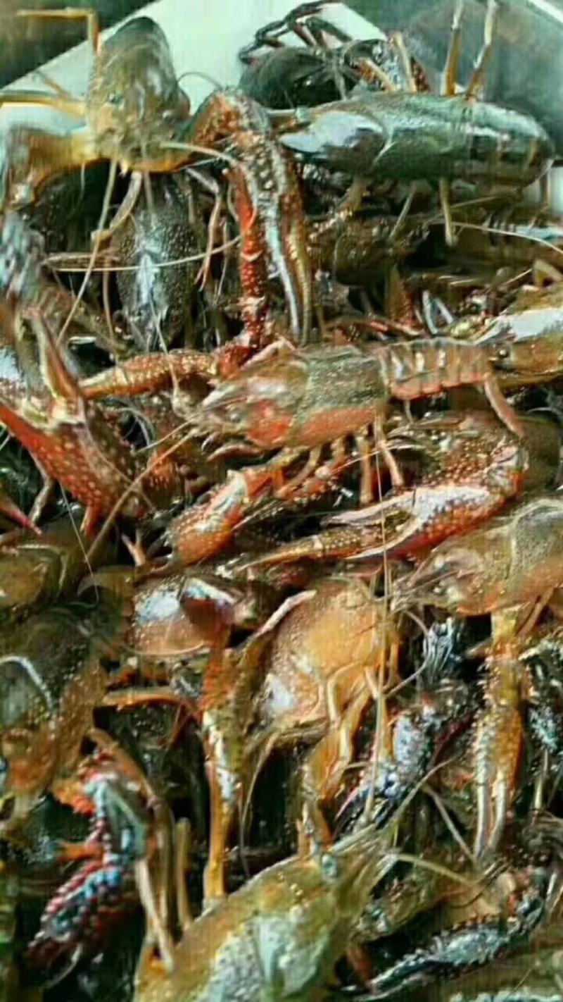 湖北潜江淡水小龙虾规格齐全质量过硬全国发货