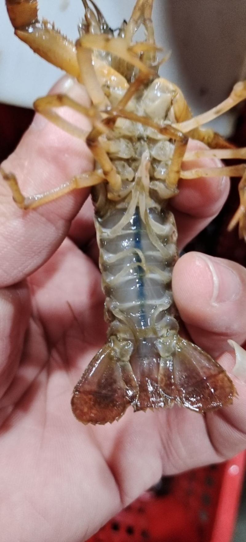 湖北潜江淡水小龙虾规格齐全质量过硬全国发货