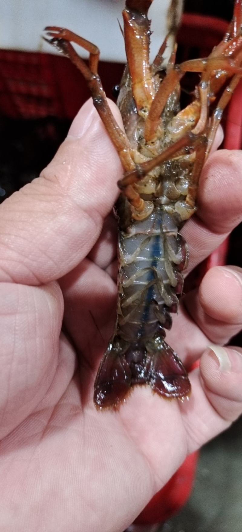 湖北潜江淡水小龙虾规格齐全质量过硬全国发货