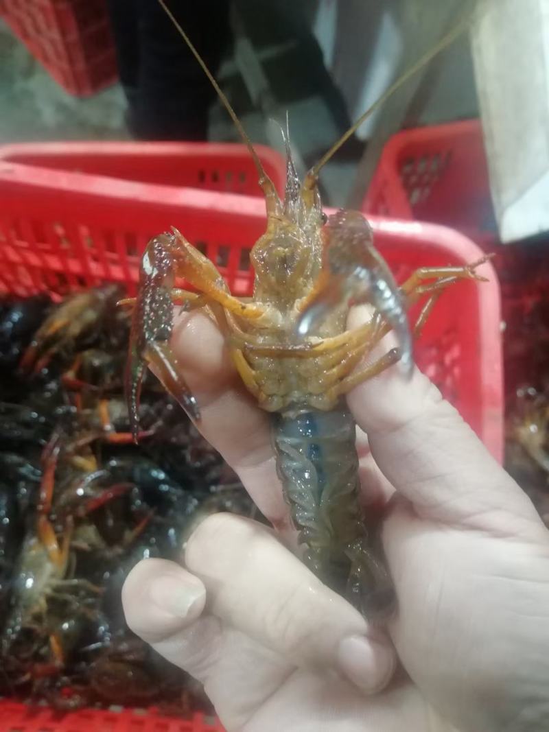 湖北潜江淡水小龙虾规格齐全质量过硬全国发货