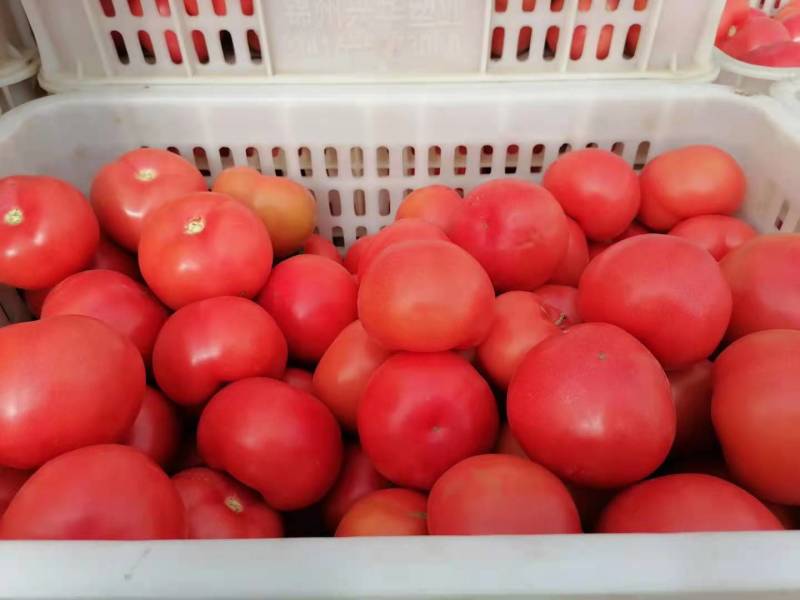 暖棚硬粉西红柿大量上市