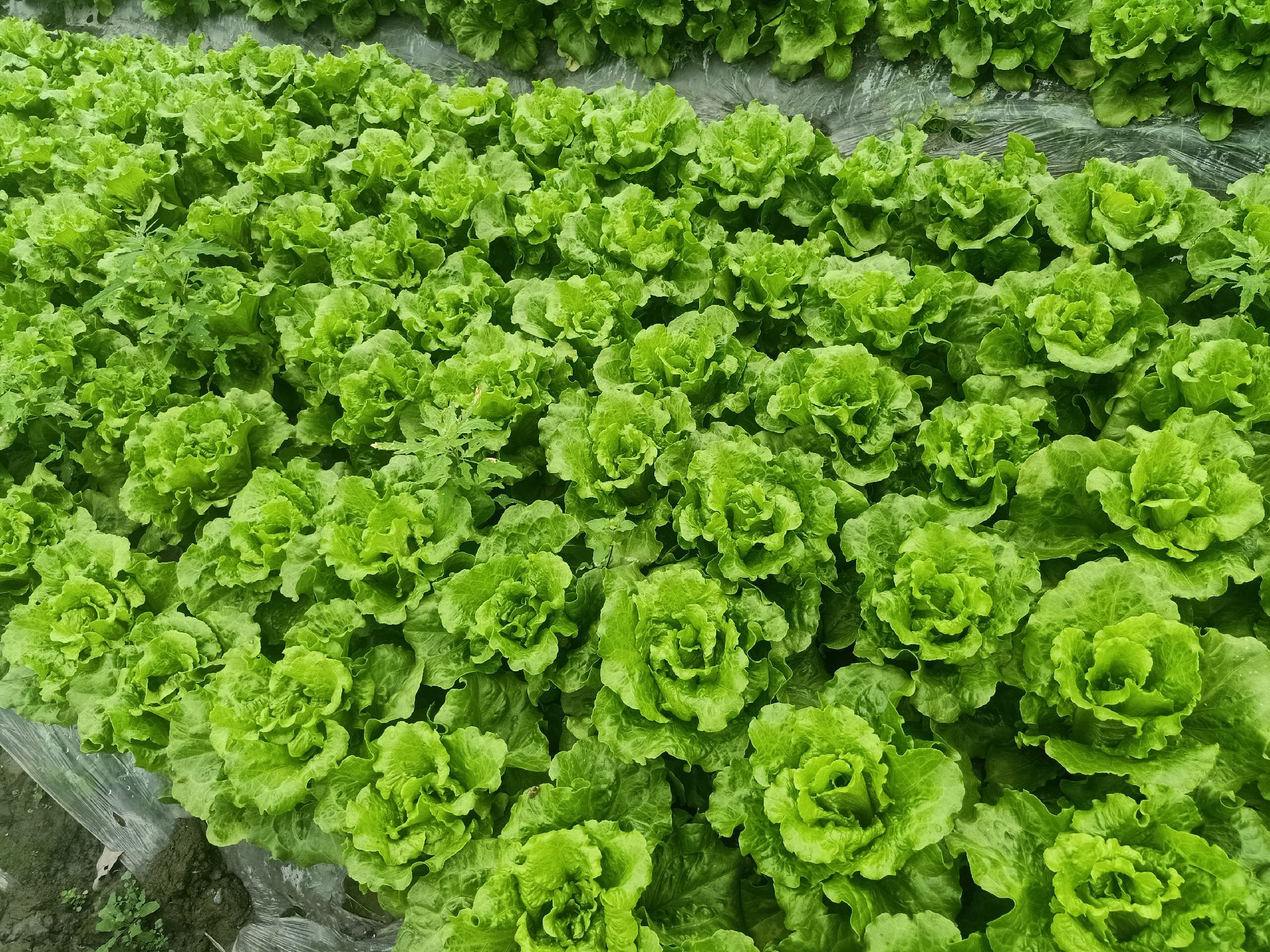 成熟散叶生菜在火锅中使用