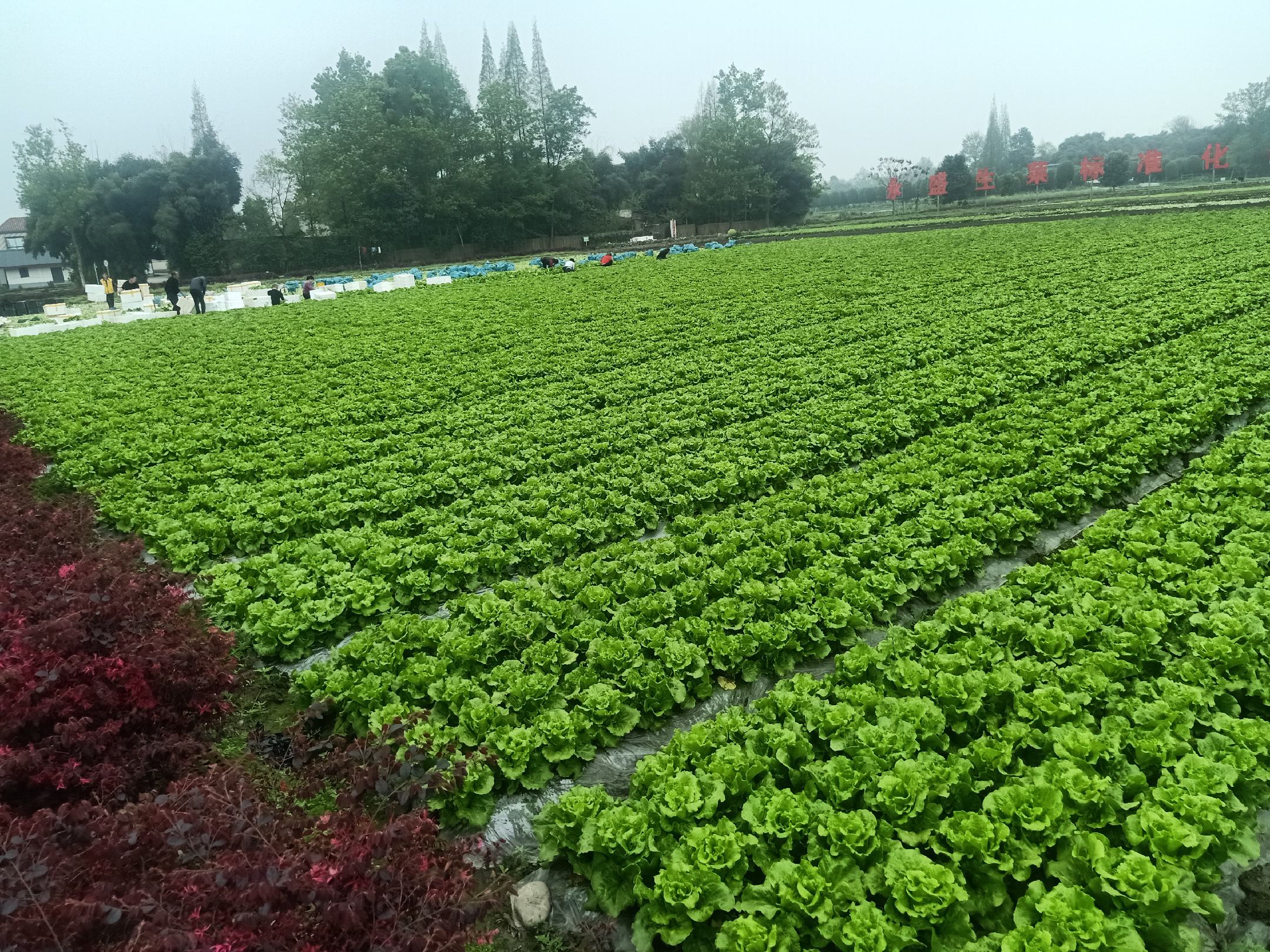 散叶生菜品种展示