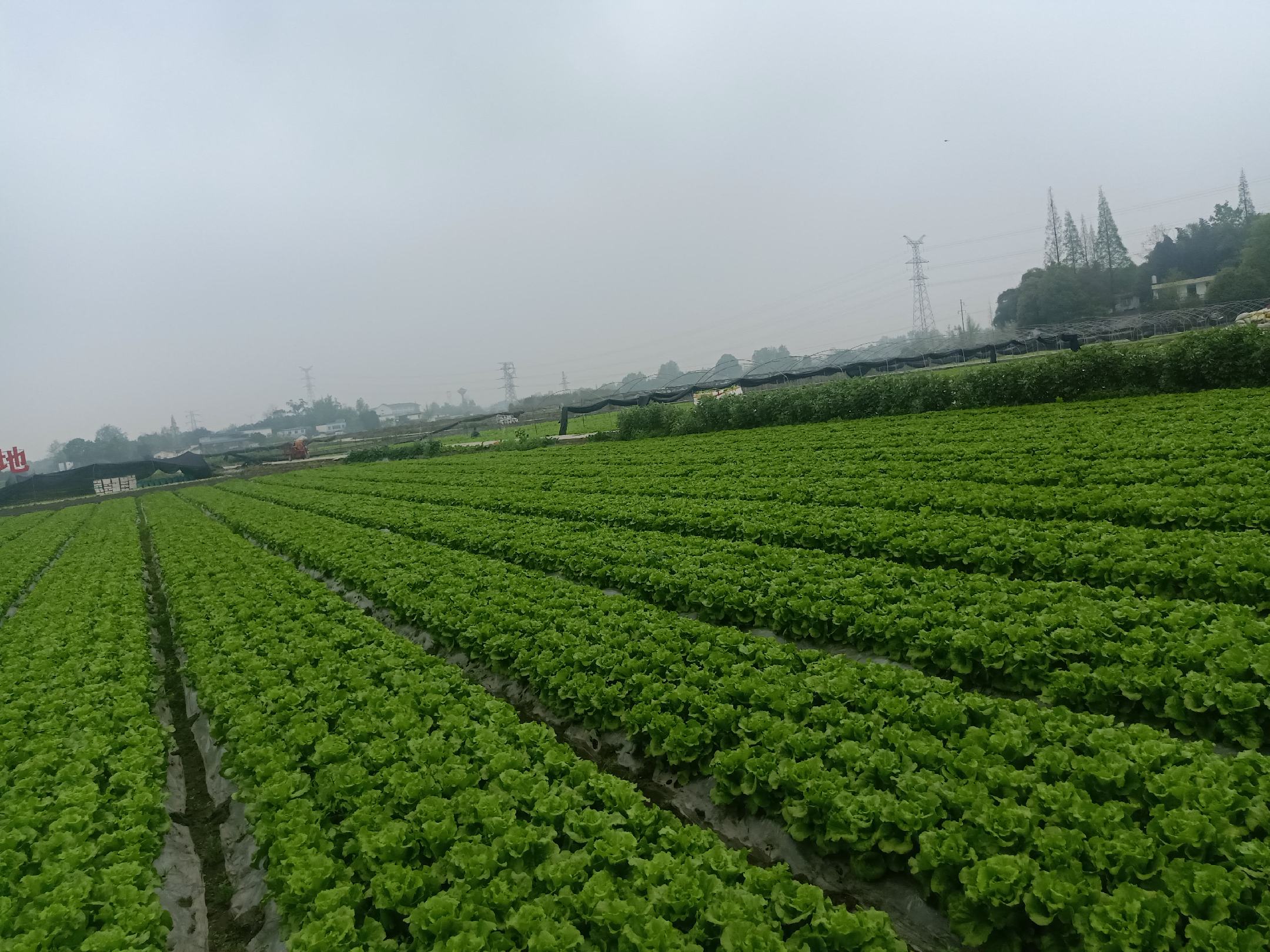 山东省莱西市连片分布的散叶生菜种植基地,航拍视角下呈现整齐划一的绿色田块,田间灌溉系统清晰可见,远处有现代化温室大棚与冷链物流中心,体现农业现代化水平 莱西市散叶生菜规模化种植基地航拍图