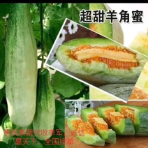 （实力代办）博洋61甜瓜，博洋六一甜瓜惠民甜瓜基地直供！